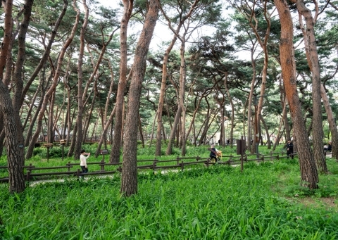 松林近鄰公園