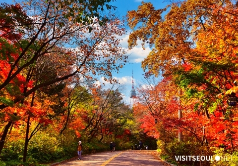 秋天賞楓道 ‧ 南山南側循環路